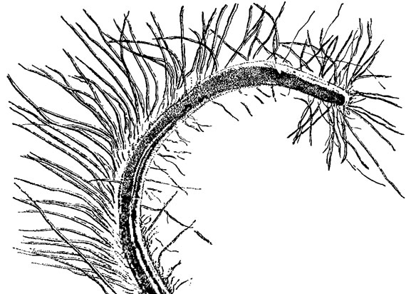 . 10.3.    Euglena spirogyra Ehr.  