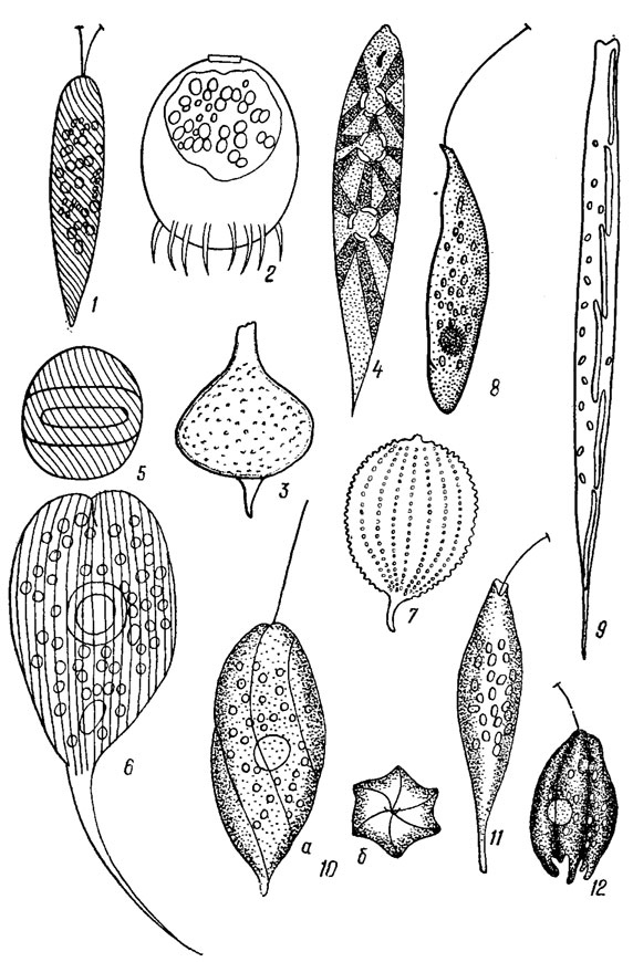 . 10.9.  : 1 - Eutreptia lanovii Steuer; 2 - Trachelomonas armata (Ehr.) Stein var. armatal; 3 - Strombomonas treubii (Wolosz.) Defl. var. treubii; 4 - Euglena geniculate Dujem. Schmitz var. geniculate: 5 - Lepocinclis globula Perty; 6 - Phacus iongicauda (Ehr.) Duj.; 7 - Phacus monilatus Stokes var. monilatus; 8 - Peranema deflexum Skuja; 9 - Cyclidiopsis acus Korsch.; 10 - Gyropaigne intermedia Assaul (a -   ,  -  ); 11 - Astasia skadowskii Korsch.; 12 - Petalomonas irregularis Skuja