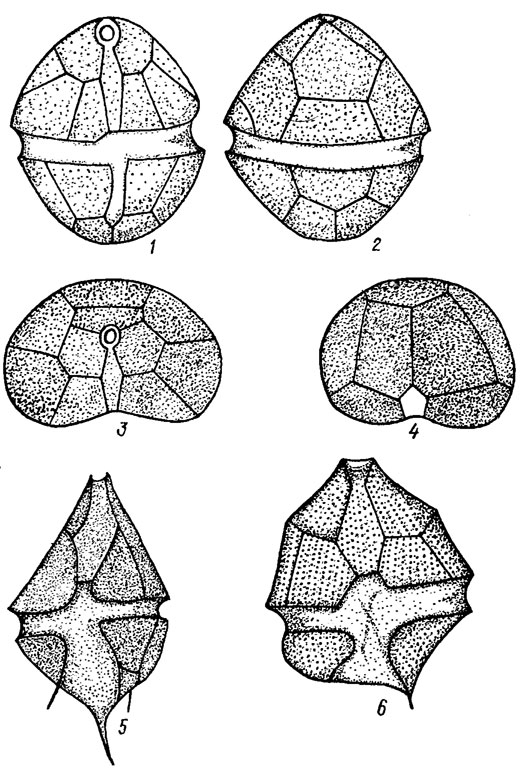 . 11.2.  : 1-4 - Peridinium charkowiensis Matv. (1 -   , 2 -  , 3, 4 -  ); 5 - P. aciculiferum Lemm.; 6 - . inconspicuum Lemm