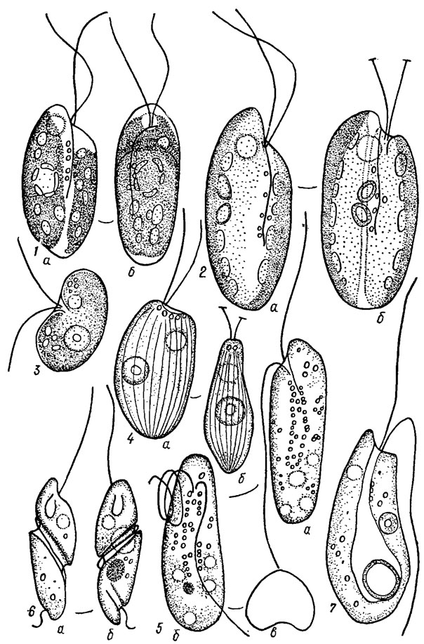 . 12.1.    : 1 - Cryptochrysis commutata Pasch. (a -  ,  -   ); 2 - . pochmannii Hub.-Pest. ( -  ,  -   ); 3 - Sennia parvula Skuja; 4 - Cyathomonas truncata (Fres.) From. (a -  ,  -   ); 5 - Katablepharis hyalurum Skuja ( -  ,  -   ,  - ); 6 - Cryptaulax acroporus (Skuja) Skuja (a -  ,  -   ); 7 - Pnyllomitus amylophagus Klebs