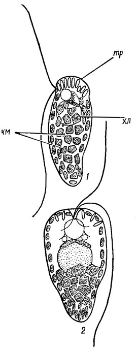 . 13.3.  : 1 - Merotrichia bacillata Mereschk.; 2 - Goniostomum semem (Ehr.) Dies. ( - ,  - ;  -  )