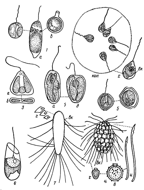 . 14.1.    Chromulinales ( Chromulinaceae): 1 - Chromulina rosanoffii (Woronin) Butschli (a -  ,  - ); 2 - Saccochrysis pyriformis Korsch.; 3 - Sphaleromantis ochracea (Butschli) Pasch. (a -  ,  -  ); 4 - Amphichrysis compressa Korsch. (a -  ,  -  ); 5 - Chrysococcus trlporus Matv. (   ); 6 - Kephyrion ovum Pasch.. 7 - Mallomonas producta Iwan.; 8 - M. acaroides Perty;  -  ,  - ,  - ,  - ,  - 