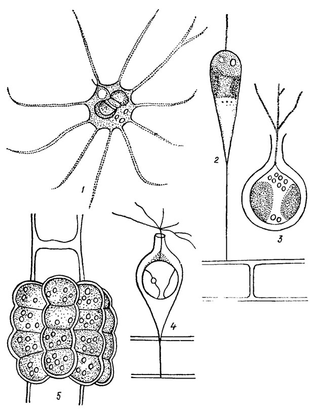 . 14.2.    Chrysamoebales ( Chrysamoebaceae  Chrysocapsaceae): 1 - Chrysamoeba tenera Matv.; 2 - Stipitochrysis monorhiza Korsch.; 3 - Laginion ampullaceum (Stokes) Pasch.; 4 - Chrysopyxis urna Korsch.; 5 - Epichrysis piludosa (Korsch.) Pasch