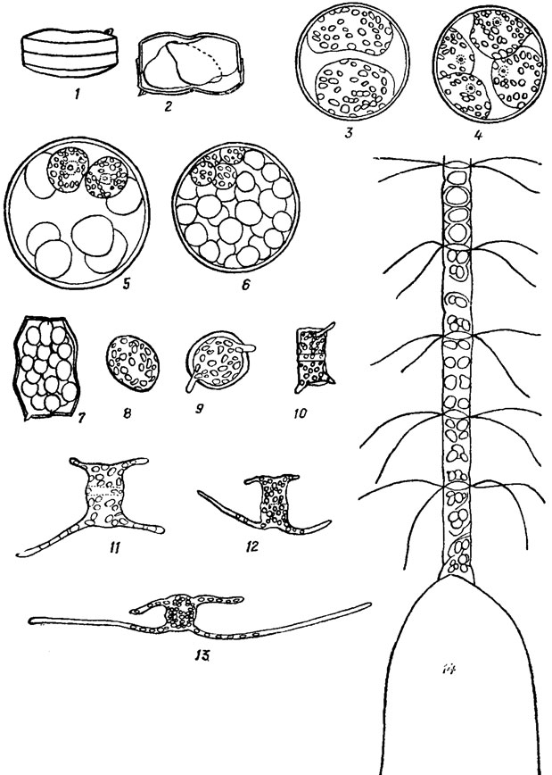 . 15.23.       : 1-7 -      Coscinodiscus jonesianus (Grev.) Ostf. 8-13 -      Chaetoceros danicus Cl.; 14 -      Chaetoceros curvisetus Cl
