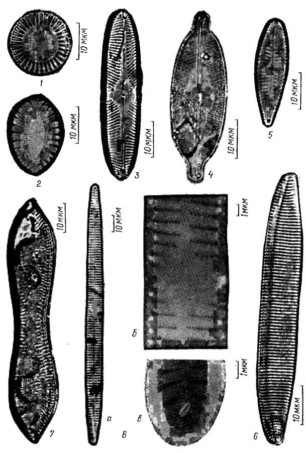 . 15.28.   : 1 - Cyclotella meneghinlana Kütz.; 2 - Surlrella ovalls Breb.; 3 - Pinnularia microstauron (Ehr.) Cl. var. brebissonii (Kutz.) Hust.; 4 - Catoneis amphisbaena Bory; 5 - Gomphonema tergestlnum (Grun.) Fricke; 6 - NitzschIa angustata (W. Sm.) Grun.; 7 - Cymatopleura solea (Breb.) W. Sm.; 8 - Synedra ulna (Nitzsch.) Ehr. (a -   ,  -     ;  -    )