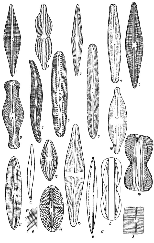 . 15.32.    Naviculaceae: 1 - Navicula cuspidata Kütz.; 2 - N. binodis Ehr.; 3 - N. radiosa Kutz.; 4 - Neidium affine Ehr.; 5 - Frustulla rhomboldes (Ehr.) De Toni; 6 - Didymosphenia geminata (Lyngb.) Schmidt; 7 - Gyroslgma acuminatum (Kutz.) Rabenh.; 8 - Pinnularla vlrldis (Nitzsch.) Ehr.; 9 - P. major (Kutz.) Cl.; 10 - Anomeoneis sphaerophora (Kutz.) Pfitz.; 11 - Scoliopleura pelsonis Grun.; 12 - Pleurosigma elongatum W. Sm.; 13 - Mastogloia smithli Thw.; 14 - Diploneis elliptica (Kutz.) Cl.; 15 - Stauronels phoenlcenteron (Nitzsch.) Ehr.; 16 - Tropidoneis lepidoptera (Grev.) Cl.; 17 - Amphiprora paludosa W. Sm.; a -    ; 6 -    ;  -   