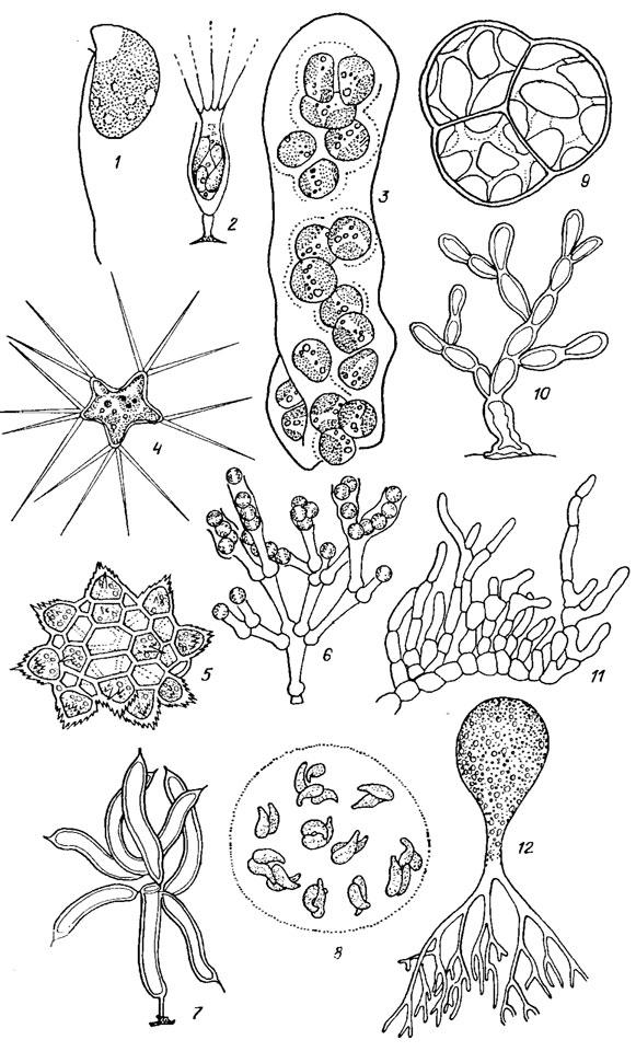 . 16.1.      : 1 -  (Pedinomonadopsis minor Massjuk et Guk); 2 -  (Stipitococcus calix Ettl); 3 -  (Helminthogloea ramosa Pasch..    ); 4-8 -  (4 - Pseudcpolyedriopsis skujae Gollerb., 5 - Ducelliera chodatii (Ducel.) Teil., 6 - Mischococcus confervicola Nag., 7 - Ophiocytium mucronatum (A. Br.) Rabenh., 8 - Diplochloris decussata Korsch.); 9 -  (Chlorellidium tetrabotrys Visch. et Pasch.); 10 -  (Heterodendron squarrosurn Pasch.); 11 -  (Heteroccoccus sp.); 12 -  (Botrydium granulatum (L.) Grev.)