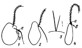 . 16.3.       : 1 - Heterochloris Pasch.; 2, 3 - Vaucheria D. C. (2 - , 3 -  ); 4 -  Eustigmatophyceae ( -  ;  - )