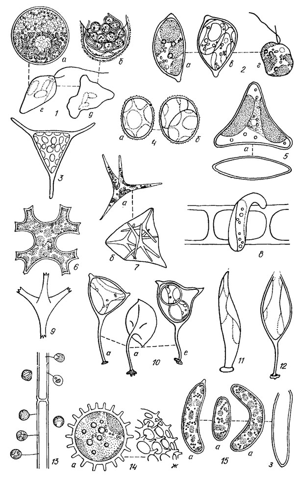 . 16.5.     : 1 - Botrydiopsis arhiza Borzi; 2 - Pleurogaster lunar is Pasch.; 3 - Tetraedriella spiniger Skuja; 4 - Trachychloron chlorallanthoides Pasch.; 5 - Goniochloris mutica (A. Br.) Fott; 6 - Isthmochloron lobulatum (Nag.) Skuja; 7 - Tetraplektron tribulus (Pasch.) Loeb.; 8 - Chytridiochloris viridis (Scherff.) Ettl; 9 - Pseudostaurastrum hastatum (Reinsch.) Chod.; 10 - Dioxys biverruca Pasch.; 11 - Characiopsis subulata (A. Br.) Borzi; 12 - Ch. acuta (A. Br.) Borzi; 13 - Peromelia rainuta Rich; 14 - Akanthochloris baclllifera Pasch.; 15 - Burailleriopsis brevis (Gern.) Printz; a -  ;  -  ;  -  ;  - ;  -   ;  -  ;  -   ;  -     