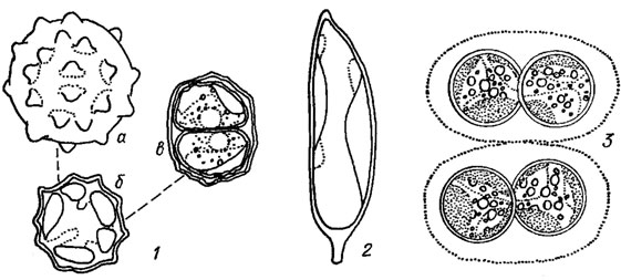 . 16.8. Eustigmatales: 1 - Vischeria stellata (Chod.) Pasch. (a -  ,   ,  -     ,  -  ); 2 - Pseudocharaciopsis minuta (A. Br.) Hibberd; 3 - Chlorobotrys regularis (W. West) Bohl
