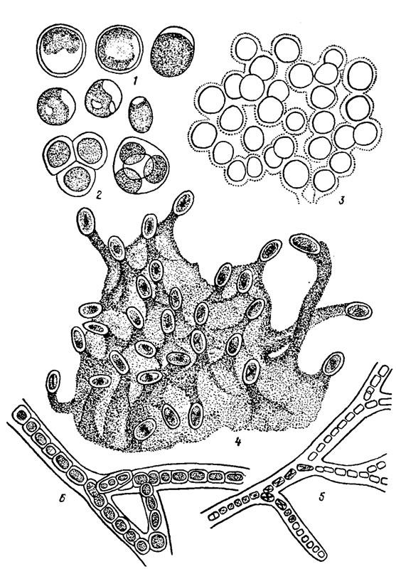. 17.1.        : 1, 2 - Cyanidium caldarium (Tild.) Geitl. (1 -  , 2 - ); 3 -   Porphyridium purpureum (Bory) Drew et Ross; 4 -   Chroothece mobilis Pasch. et Popova; 5 -   Chroodactylon wolleanum Hansg.; 6 -   Goniotrichum elegans (Chauv.) Zanard