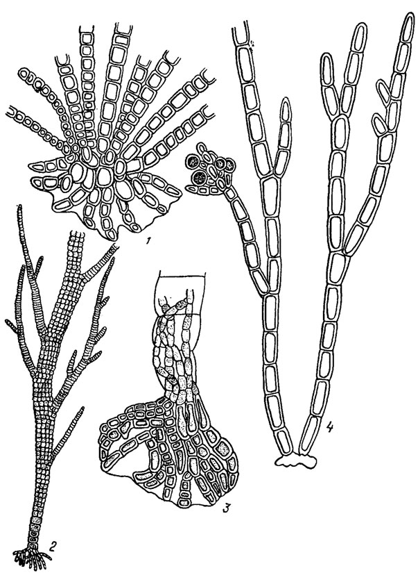 . 17.4.      : 1 -    Kyliniella latvica Skuja; 2, 3 - Compsopogon chalybeus Kütz. (2 -  , 3 -     ,  ); 4 -   Chantransia pygmaea Kutz
