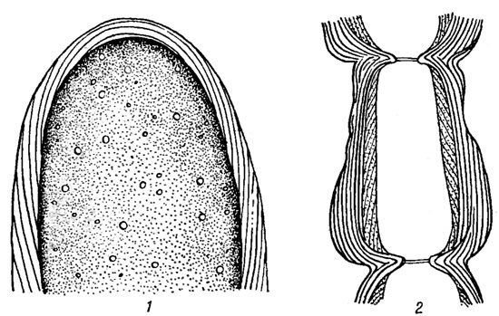 . 17.9.    : 1 - Bornetla secundiflora (J. Ag.) Thur.; 2 - Anthithamnion cruciatum (Ag.) Nag