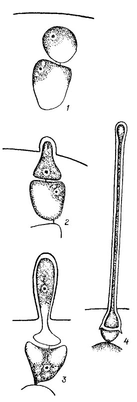 . 17.14.   (1-4)   Cystoclonium purpureum (Huds.) Batt