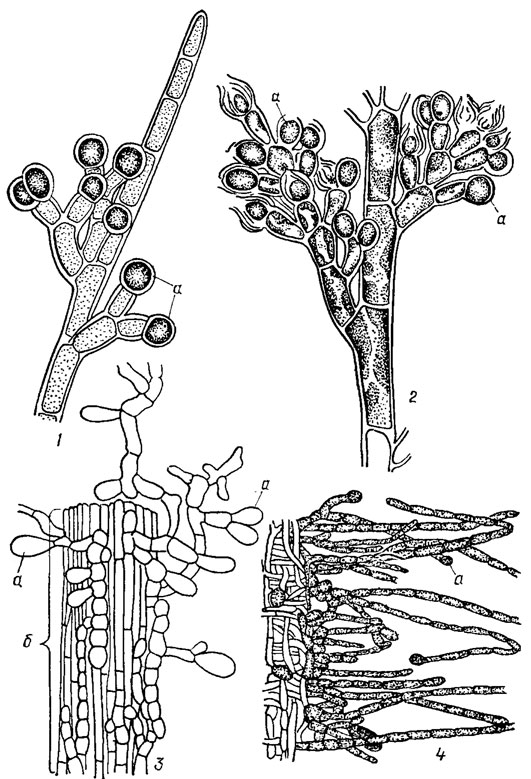 . 17.16.  ()  : 1 - Chantransla pygmaea Kutz.; 2 - Chantransia sinensis Jao; 3 - Balbianla Investiens (Lenorm.) Slrod.   () Batrachospermum; 4 - Thorea ramoslssima Bory