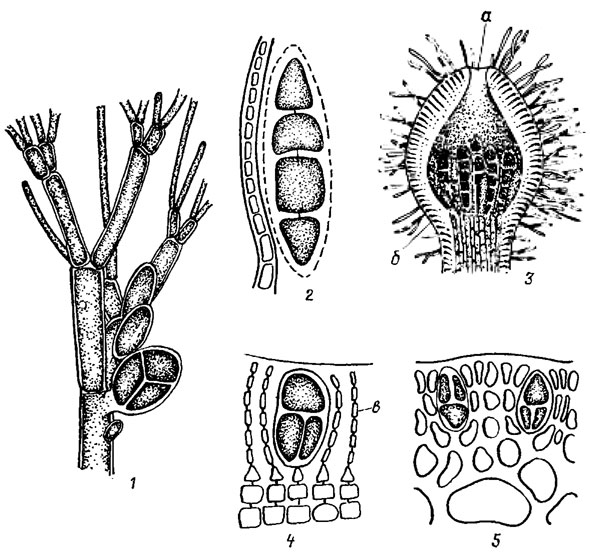 .  17.17.   : 1 - Callithamnion corymbosum (J. Sm.) Lyngb., 2 - Cruoria pellita (Lyngb.) Fries; 3 - Corallina mediterranea Aresch.; 4 - Peyssonnelia dubia Des., 5 - Gracilaria sp.; a -  ;  - ;  -  