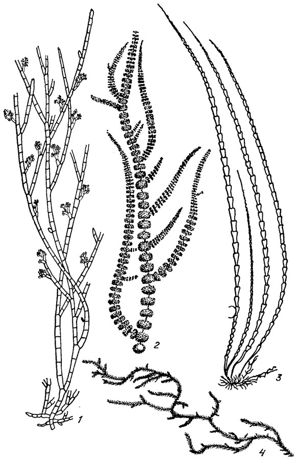 . 17.22.     Nemaliales: 1 - Chantransia sinensia Jao; 2 - Batrachospermum moniliforme Roth; 3 - Lemanea nodosa Kutz.; 4 - Thorea ramosissima Bory