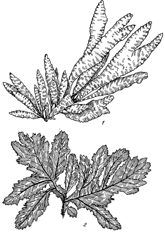 . 17.24.     Rhodymeniales (1)  Ceramiales (2): 1 - Rhodymenia palmata (L.) Grev.; 2 - Phycodris sinuosa (Good. et Wood.) Kutz