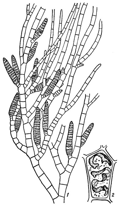 . 18.1. Ectocarpus siliculosus (Dillw.) Lyngb.: 1 -     ; 2 -    