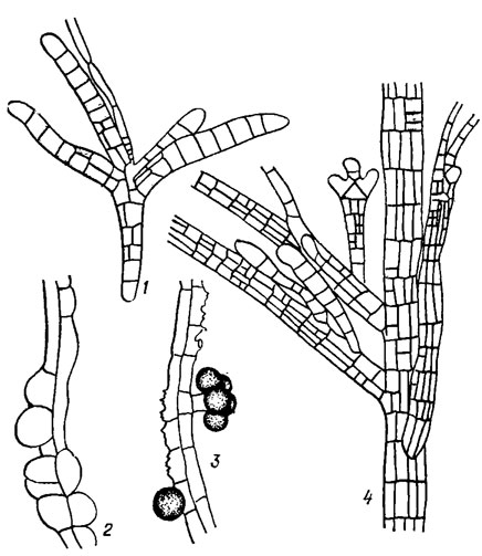 . 18.3.      Sphacelaria Lyngb.: 1, 4 - Sphacelaria cirrhosa (Roth) Ag. (1 -   , 4 -          ); 2, 3 - Sphacelaria fluviatllis Jao (      )