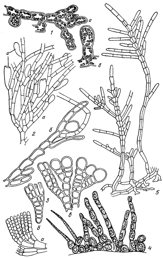 . 18.8.     Ectocarpales (1), Chordariales (2-4)  Sphacelariales (5): 1 - Bodanella lauterbornii Zimmerm. ( -  ;  -  ); 2 - Pleurocladia lacustris A. Br. (,  -     ); 3 - Heribaudiella fluviatilis (Aresch.) Sved. ( -  ,     , ,  -    ); 4 - Streblonema longiseta Arnoldi,   ; 5 - Sphacelaria fluviatilis Jao,    