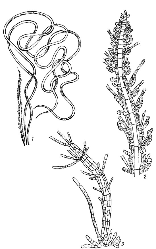 . 18.9.     Laminariales (1), Chordariales (2), Scytosiphonales (3): 1 - Chorda filum (L.) Lam.; 2 - Spermatochnus paradoxus (Roth) Kutz.; 3 - Scytosiphon lomentaria (Lyngb.) Link