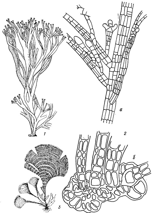 . 18.10.     Cutleriales (1), Sphacelariales (2)  Dictyotales (3): 1 - Cutleria multiflda (J. Sm.) Grev.; 2 - Sphacelaria cirrhosa (Roth) Ag. (a -    ,  -      ): 3 - Padina  pavonia (L.) Gaill