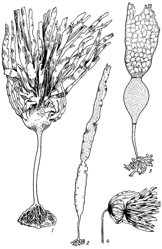 . 18.11.     Laminariales: 1 - Laminaria cloustonii Edm.; 2 - L. saccharine (L.) Lam.; 3 - L. sinclairi; 4 - L. digitata (L.) Lam