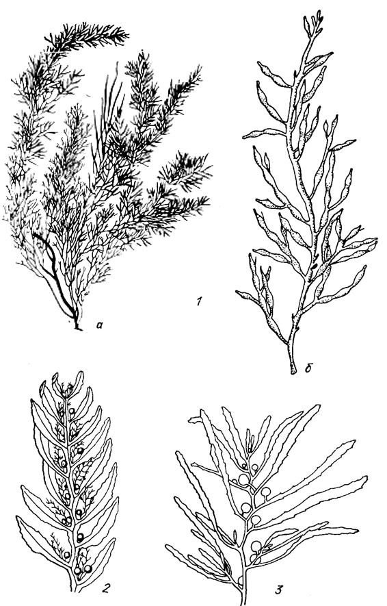 . 18.13.     Fucales: 1 - Cyctoseira barbata (Good. et Wood.) Ag. (a -  ,  -  ); 2 - Sargassum peronii (Mert.); Ag.; 3 - S. natans L
