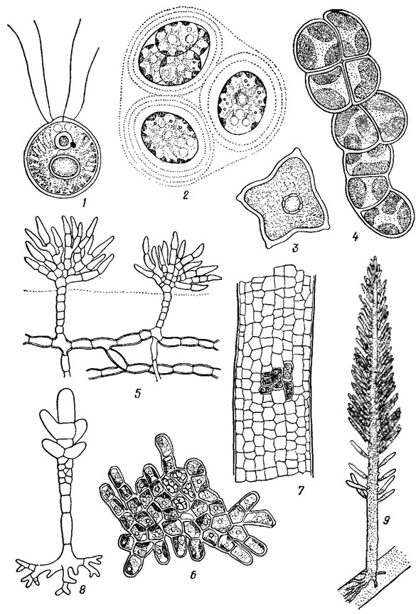 . 19.1.      : 1 -  (Carteria radiosa Korsch.); 2 -  (Asterococcus superbus (Cienk.) Scherff.); 3 -  (Tetraedron minimum (A. Br.) Hansg.); 4 -  (Pleurochloris vulgaris Menegh.); 5 -  (Fritschiella tuberosa Iyengar); 6 -  (Protoderma viride Kutz.); 7 -  (Enteromorpha pilifera Kutz.); 8 -  (Siphonocladus pusillus (Kutz.) Hauck.); 9 -  (Bryopsis Lamour.)