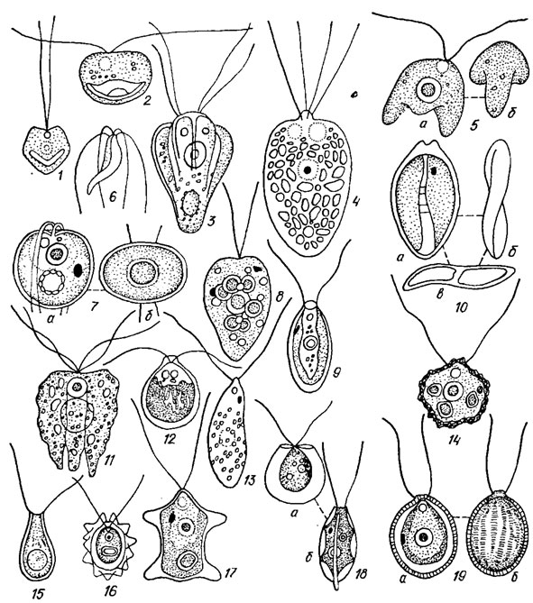. 19.11.  Volvocales: 1 - Scourfieldia cordiformis Takeda; 2 - Nephroselmis olivacea Stein; 3 - Pyramimonas tetrarhynchus Schmarda; 4 - Polytomella agilis Aragao; 5 - Selenochloris quadriloba (Korsch.) Ettl ( -  ;  -  ); 6 - Spermatozopsis exsultans Korsch.: 7 - Tetraselmis cordiformis (Cart.) Stein ( -  ,  -  ); 8 - Phyllariochloris striata (Korsch.) Pasch. et Jahoda; 9 - Chloromonas infirma (Gerloff) Silva; 10 - Scherffelia ovata Pasch. ( -  ,  -  ,  -  ); 11 - Collodictyon triciliatum Cart.; 12 - Chloromonas reticulata (Gorosch.) Wille; 13 - Polytoma uvella Ehr.; 14 - Thorakomonas irregularis Korsch.; 15 - Sphenochloris urceolata (Printz) Pasch; 16 - Lobomonas stellata Chod.; 17 - Diplostauron angulosa (Cart.) Lemm.; 18 - Pteromonas angulosa (Cart.) Lemm. ( -  ,  -  ); 19  - Pedinoperopsis gracilis Korsch. ( -   ,  -  )