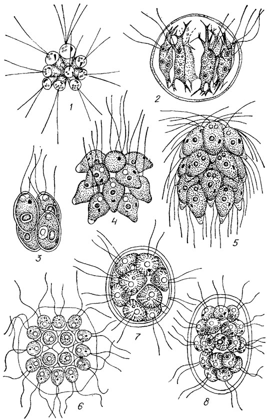 . 19.12.  Volvocales: 1 - Raciborskiella salina Wish; 2 - Stephanosphaera pluvialis Cohn; 3 - Pascherina tetras (Korsch.) Silva; 4 - Pyrobotrys casinoensis (Playf.) Silva; 5 - Spondylomorum quaternarium Ehr.; 6 - Gonium pectorale O. Mull.; 7 - Pandorina rnorum (O. Mull.) Bory; 8 - P. charkowiensis Korsch