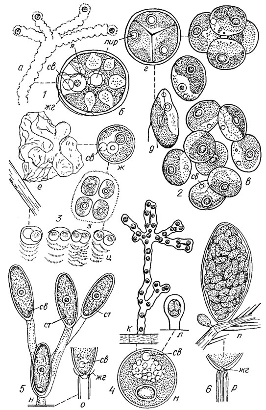 . 19.13. Tetrasporales: 1 - Asterococcus superbus (Cienk.) Scherff. ( -   ,  -   ); 2 - Palmellopsis gelatinosa Korsch. ( -  ,  -  ,  - ); 3 - Gloeophyllum fimbriatum Korsch. ( - ,  -  , ,  -    ;  -  ;  -  ); 4 - Gloeodendron ramosa Korsch. ( -   ,  -    ,  -   ); 5 - Chlorangiella pygmaea (Ehr.) Silva ( -   ,  -   ); 6 - Chlorangiopsis eplzootica Korsch. (n -    ,  -  );  - ;  -  ;  - ;  - ;  - ;  - 