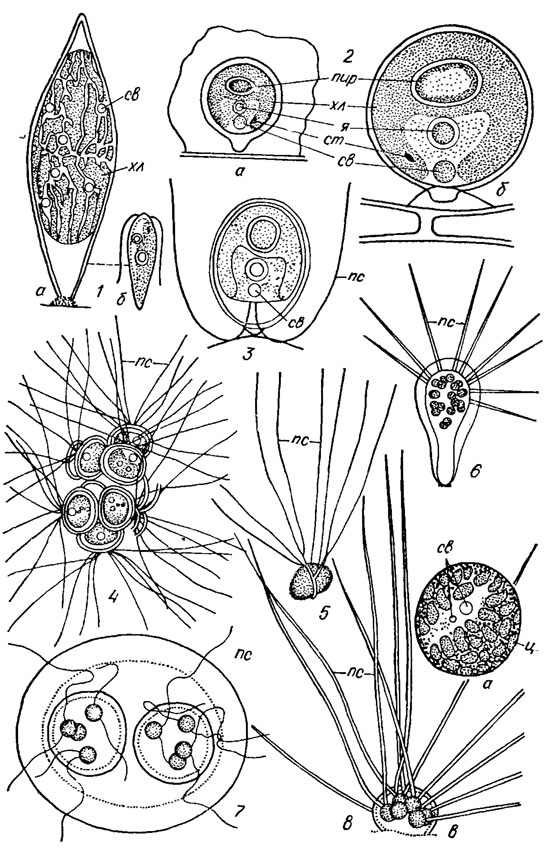 . 19.14. Tetrasporales: 1 - Characiochloris characioides (Korsch.) Pasch.; 2 - Chlorophysema inertis (Korsch.) Pasch.; 3 - Chaetochloris consociata Pasch. et Korsch.; 4 - Schizochlamys gelatinosa A. Br.; 5 - Dicranochaete reniformis Hieron.; 6 - Apiocystis brauniana Nag.; 7 - Paulschulzia pseudovolvox (Schulz) Skuja; 8 - Gloeochaete wittrockiana Lagerh.;  -  ;  - ;  - ;  -  ;  - ;  - ;  - ;  - ;  - ;  - 