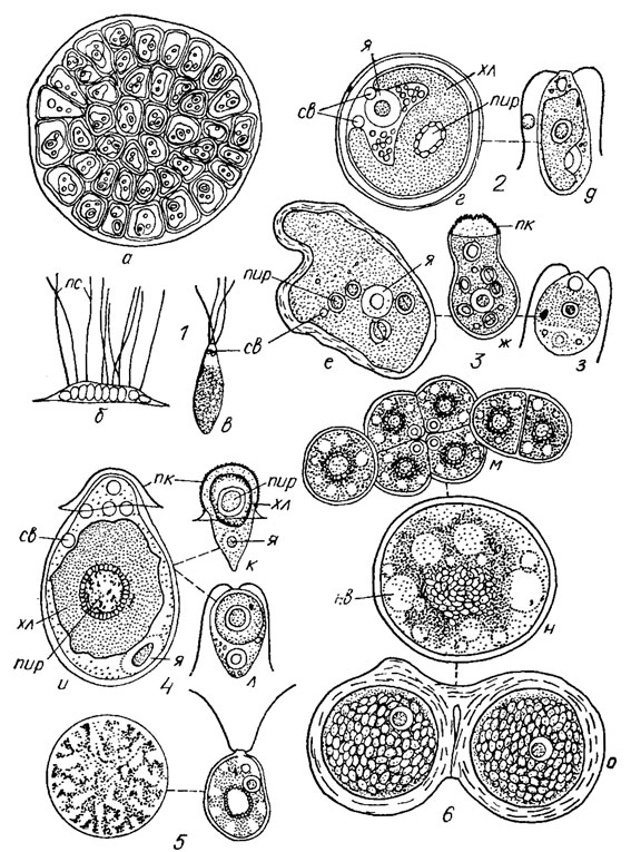. 19.15. Tetrasporales: 1 - Chaetopeltis orbicularis Berth. (,  -   :  -  ,  -  ;  - ); 2 - Hypnomonas chlorococcoides Korsch. ( -   ,  - ); 3 - Nautococcopsis constrictus (Korsch.) Geitl. (,  -    ,    ;  - ); 4 - Nautococcus mammilatus Korsch. ( -   ,  -  ,  - ); 5 - Actinochloris sphaerica Korsch.,    ; 6 - Apiococcus consocictus Korsch. ( -  ,    ,  -   ;  - ):  -  ;  - ;  - ;  - ;  - ;  -  ;  -  