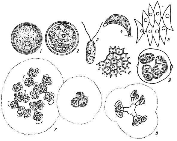 . 19.16.  (1-4),  (5, 6)   (7-9) Chlorococcales: 1-3 - Chlorococcum infusionum (Schrank) Menegh.; 4 - Characlum ornithoce phalum var. pringsheimii (A. Br.) Kom.; 5 - Scenedesmus acutus Meyen; 6 - Pediastrum boryanum (Turp.) Menegh.; 7 - Coenochloris pyrenoidosa Korsch.; 8 - Dictyosphaerium tetrachotomum Printz; 9 - Granulocystopsls pseudocoronata (Korsch.) Hind