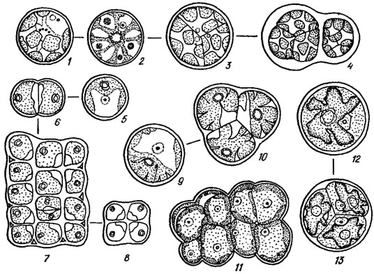 . 19.18. Chlorosarcinales: 1-4 - Borodinellopsis oleifera Schwarz (1, 2 -   ,    (1)     (2), 3, 4 -  ,    ); 5-8 - Tetracystis sarcinalis Schwarz (5 -   , 6-8 -        ); 9, 10 - Tetracystis com pacta Schwarz (9 -   , 10 -     ); 11 - Chlorosarcina longispinosa Chant. et Bold; 12, 13 - Axilosphaera vegetata Cox et Deason (12 -   , 13 - ,   )