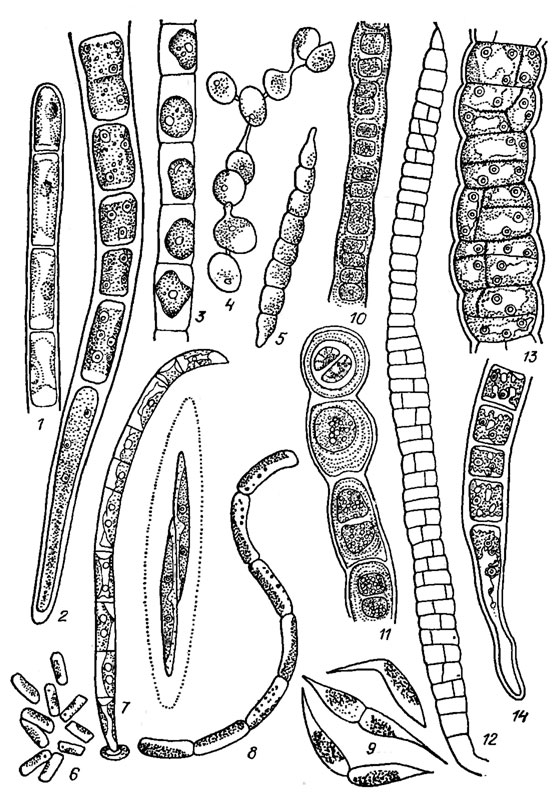 . 19.19. Ulotrichales:  Ulotrichaceae (1-9), Cylindrocapsaceae Wille (10, 11), Schizomeridaceae (12-14): 1, 2 Ulothrix zonata (Web. et Mohr) Kutz. (l -  , 2 -  ); 3 - Chlorhormidium subtile (Kutz.) Starmach; 4 - Radiofilum paradoxum (Chod. et Topali) Printz; 5 - Raphidonema brevirostre Scherff.; 6 - Stichococcus bacillaris Nag. s. str.; 7 - Uronema intermedia Bourr.; 8 - Gloeotila spiralis Chod.; 9 - Koliella helvetica (Kol) Hindak; 10, 11 - Cylindrocapsa conferta W. West (10 -  , 11 -  ); 12-14 - Schizomeris leibleinii Kutz. (12 -   , 13 -      , 14 -   )