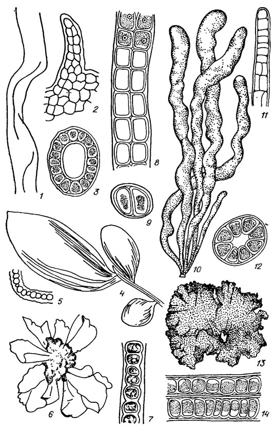 . 19.20. Ulotrichales:  Monostromataceae (1-7), Ulvaceae (8-14): 1-3 - Blidingia marginata (J. Ag) Dang. (1 -   ; 2 -  ; 3 -   ); 4, 5 - Monostroma bullosum (Roth) Wittr. (4 -   ; 5 -   ); 6-7 - Monostroma wittrockii Bornt. (6 -   , 7 -   ); 8, 9 - Percursaria percursa (Ag.) Bory (8 -   , 9 -    ); 10-12 - Enteromorpha Intestinaiis (L.) Link (10 -   , 11 -   , 12 -  ); 13, 14 - Ulva rigida Ag. (13 -   ; 14 -   )