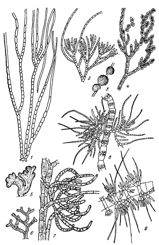 . 19.21. Ulotrichales:  Chaetophoraceae,  Chaetophoroideae: 1 - Stigeoclonium longipillum Kutz.; 2-4 - Chaetophora elegans (Roth) Ag. (2 -  , 3 -   , 4 -  ); 5-7 - Chaetophora incrassata (Huds.) Hazen (5, 6 -   . 7 -     ); 8 - Draparnaldia glomerata (Vauch.) Ag.; 9 - Draparnaldiopsis intermedia Obuch
