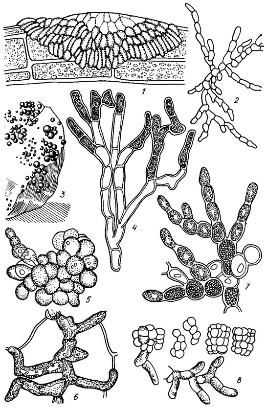 . 19.22. Ulotrichales:  Chaetophoraceae,  Ulvelloideae (1, 2)  Leptosiroideae (3-8): 1 - Pringsheimiella scutata (Reinke) Schmidt; 2 - Entociadia viridis Reinke; 3, 4 - Gongrosira schmidlei P. Richter (3 -   , 4 -  ); 5 - Pleurastrum terrestre Fritsch et John; 6 - Epibolium polysporum During.; 7 - Leptosira mediciana Borzi; 8 - Desmococcus vulgaris (Nag.) Brand