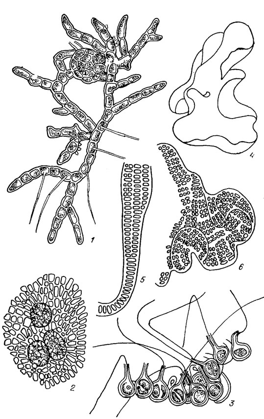 . 19.24. Ulotrichales:  Coleochaetaceae (1, 2), Chaetosphaeridiaceae (5), Prasiolaceae (4-6): 1 - Coleochaete divergens Pringsh.; 2 - Coleochaete orbicularis Pringsh.; 3 - Chaetosphaeridium pringsheimii Klebahn; 4-6 - Prasiola crispa (Lightf.) Menegh. (4 -   , 5, 6 -     )