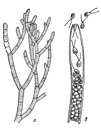 . 19.27. Cladophora glomerata (L.) Kutz.: a -     ;  -  