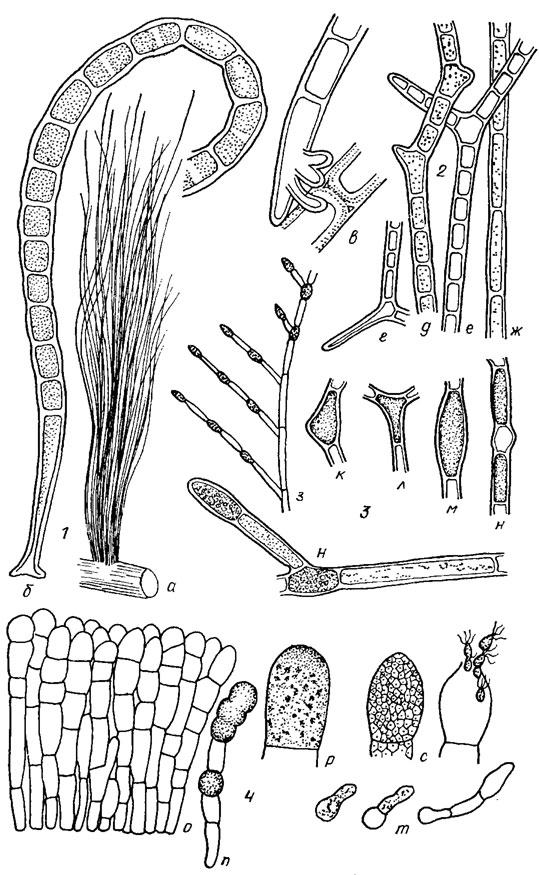. 19.29.     Cladophorales: 1 - Chaetomorpha aerea (Dillw.) Kutz. (a -   ,  -     ); 2 - Rhizoclonium hieroglyphicum (Ag.) Kutz. ( -      ,  -   , , ,  -  ); 3 - Pithophora kewensis Wittr. (,  -       , , , ,  -   ); 4 - Arnoldiella conchophila Miller ( -   ,  -    ,  -       ,  - ,  -  )