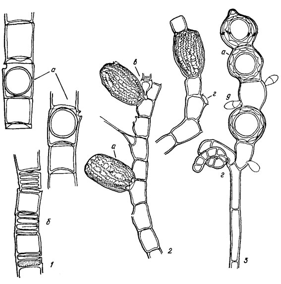. 19.30. Oedogoniales: 1 - Oedogonium capillare (L.) Kutz. (a - ,  - ); 2 - Bulbochaete rectangularis Wittr. (a - ,  -   ,  -  ); 3 - Oedocladium caroiinianum Beaney et Hoffmann ( - ,  -  ,  -  - )