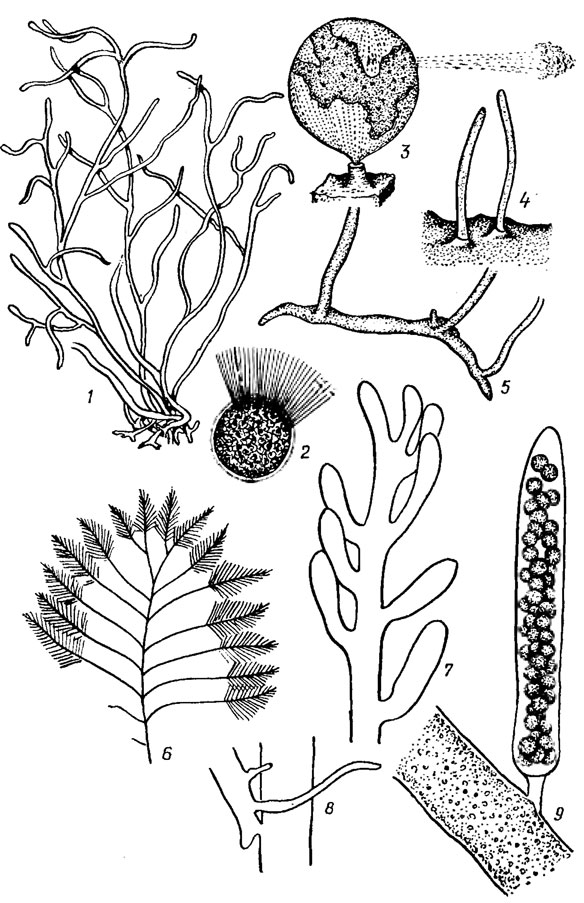 . 19.34. Siphonophyceae: 1, 2, - Derbesia neglecta Berth. (1 -   , 2 -    ); 3-5 - Halicystis ovalis (Lyngb.) Aresch. (3 -          , 4 -   , 5 - ); 6-9 - Bryopsis plurnosa (Huds.) Ag. ( -   , 7 -  , 8 -     , 9 -   )
