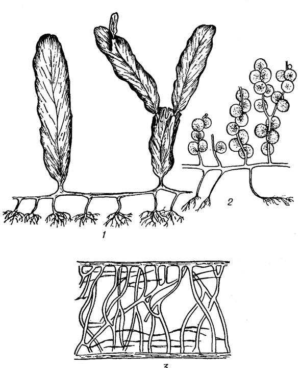 . 19.35. Siphonophyceae ( Caulerpa Lamour.): 1, 2 -   ; 3 -   