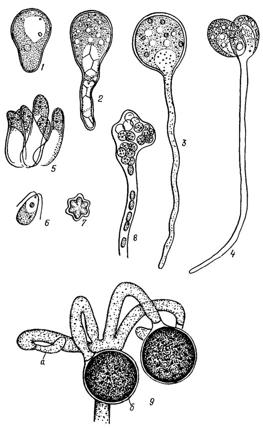 . 19.37. Siphonophyceae: 1-8 - Protosiphon botrioides (Kutz.) Klebs. (1, 2 -  ,   , 3 -  , 4 -       , 5 - ,     , 6 - , 7 - , 8 -  ); 9 - Dichotomosiphon tuberosus (A. Br.) Ernst ( - ,  - )