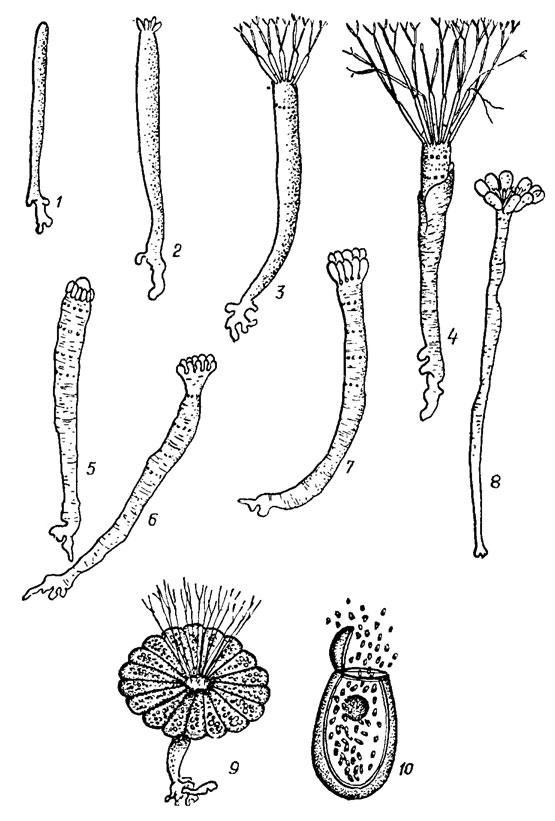 . 19.38. Siphonophyceae ( Acetabularia Lamor.): 1-8 -   ; 9 -  ,    ; 10 -     