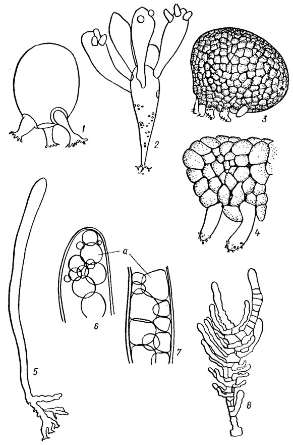. 19.39.  Siphonophyceae: 1 - Valonia ventricosa; 2 - Valonia utricularis Roth (Ag.); 3, 4 - Dictyosphaeria favulosa (3 -  , 4 -  ): 5-8 - Siphonocladus Schmitz (5, 8 -   , 6, 7 -      (),     )